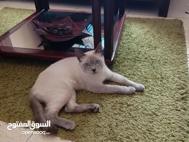 قط سيامي ذو نوعية نادرة
