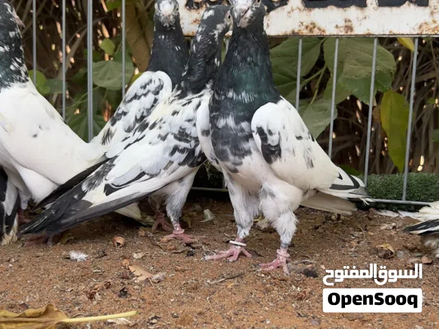 مجموعة طيور128للبيع رجاً اقرا الاعلان وكل التفاصيل فيه واذا تريد تتواصل واتساب لاني ما ادخل السوق