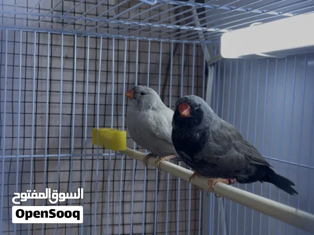 زوج شاركور