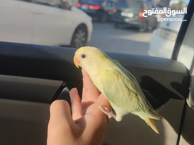 بركديلو للبيع مروض فل لون نادر مميز