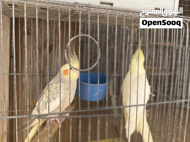 السلام عليكم كوبيه كوكتيل بي القفص وا الحضانه سعرها 330