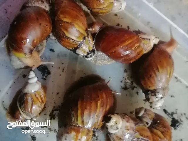 حلزونات فريقي زغار اكبار