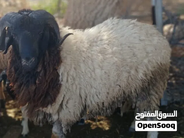 تلاته خرفان الله يبارك مبدلوش او كيف بدلو صغار في السن