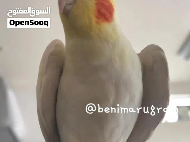 احتاج تبني طير كروان