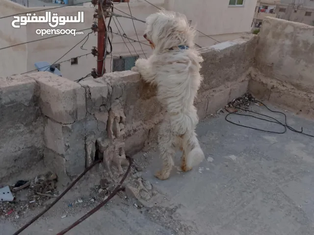 كلب فرنسي للبيع ميه مل بيه الصحه صلات النبي عللي