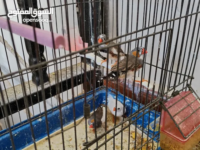طيور جنة للبيع