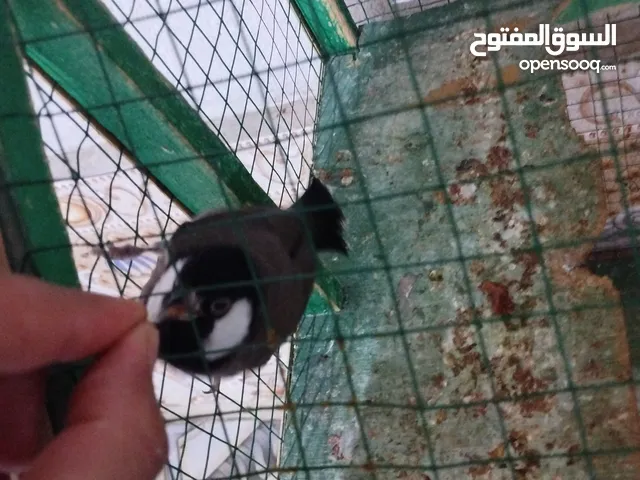 اعاده نشر بسبب الوعود الكاذبة بلبل نثيه اليفه طينه