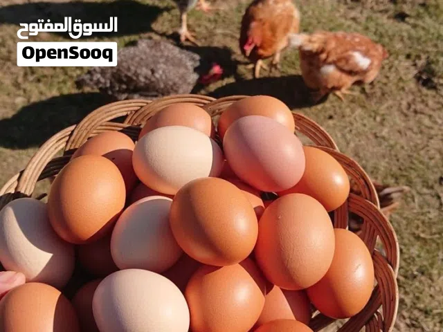 مطلوب بيض دجاج مخصب ( استرا لوب )