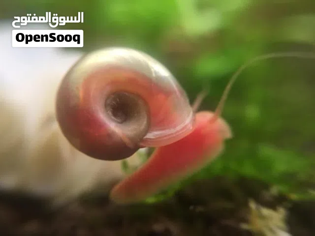 Pink Ramshorn Snails  حلزون