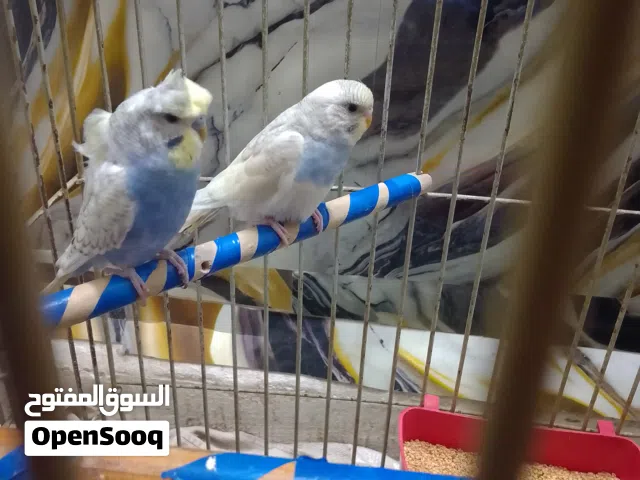 جوز طيور حب فحل هوجو روما ما شاء الله صحه ممتاز