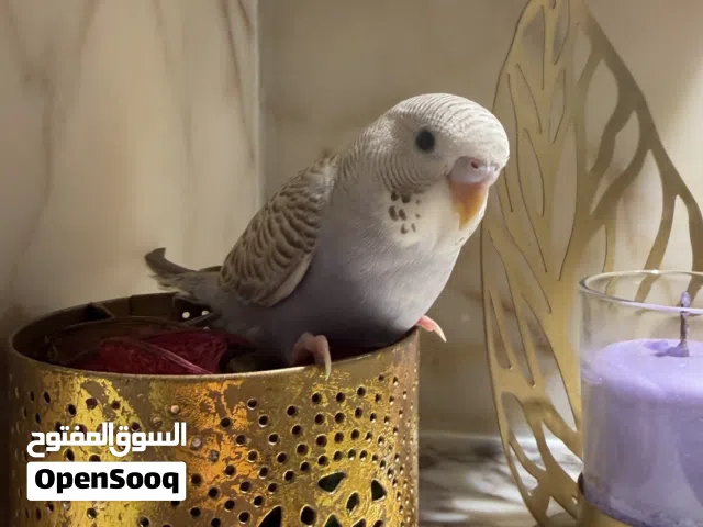 طائر البجي