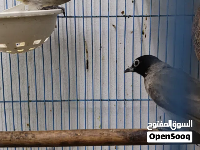 للبيع بلابل سوري احتمال زوج صحه ونشاط وحجم وتغريد عيون كبيرة