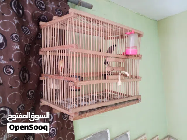 قفص للبيع قره الوصف