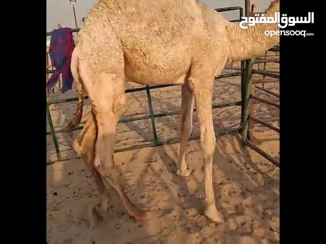 للبيع و شراء القعدان محليه فاخره شي يجمل يوجد خدمه توصيل جميع مناطق الكويت مع الذبح