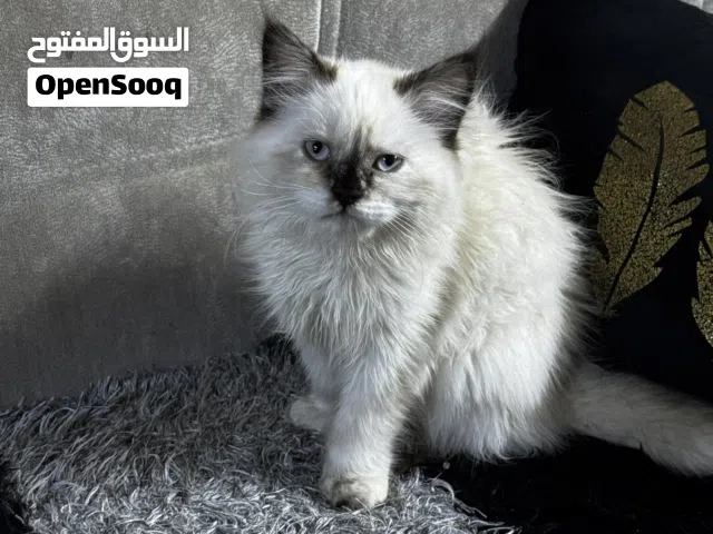 قطط اثنين ذكر وانثى العمر 3 اشهر الاب سكوج والام همالايا والام لون اسود عمرها 8اشهر كلهن