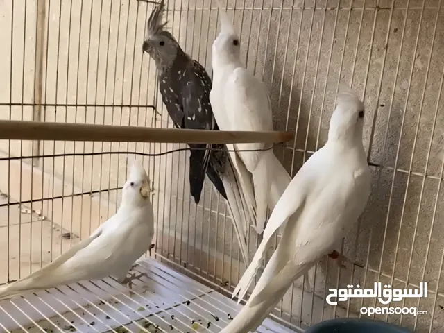 طيور كوكتيل فرنسي