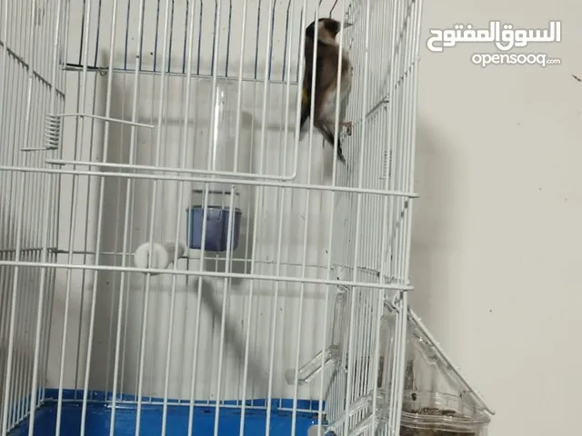 حسون تربية قفص للبيع