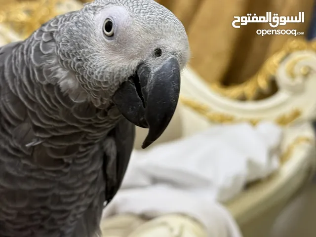 للبيع كاسكو