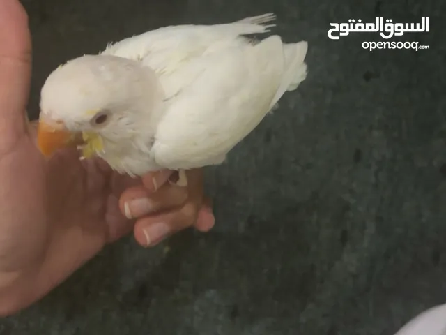 للبيع روز لون ابيض معاه اغراضه