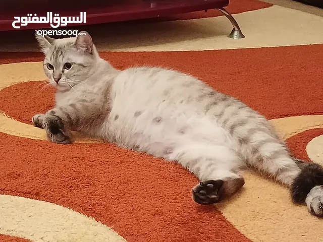 قطة منعرفش نوعها العمر من سنة ونص ل سنتين... نتيجة علاقة تزواج بين ام راغدول وذكر سيامي