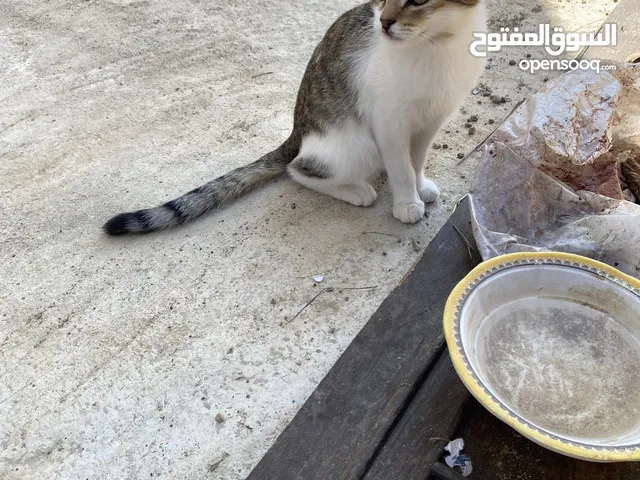 الورد المنثور