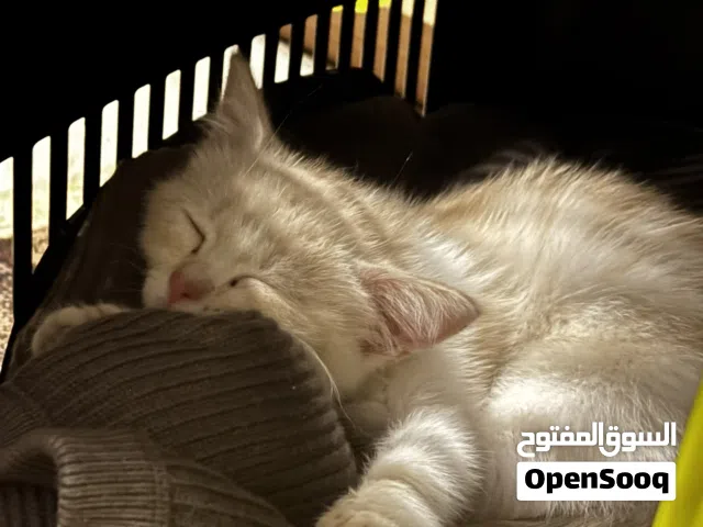 قط شيرازي شانشيلا ( انثى )