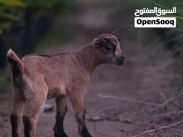 تيس غزم بالجيكي بيور