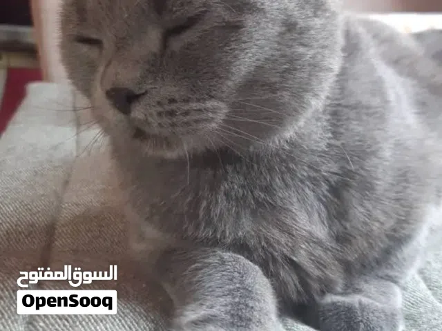 British Shorthair Blue Male