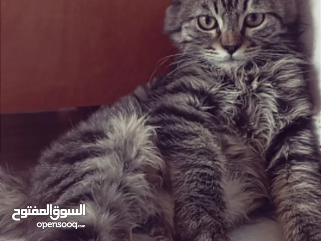 قطط للتبني