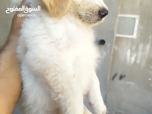 جراوى جولدن جاهزه لبيتها الجديد