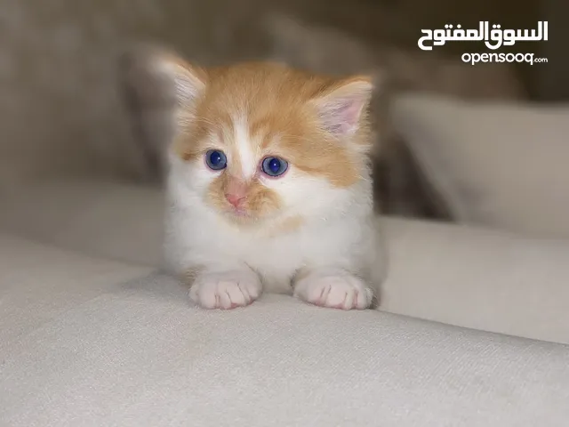 قطه صغيره شيرازي