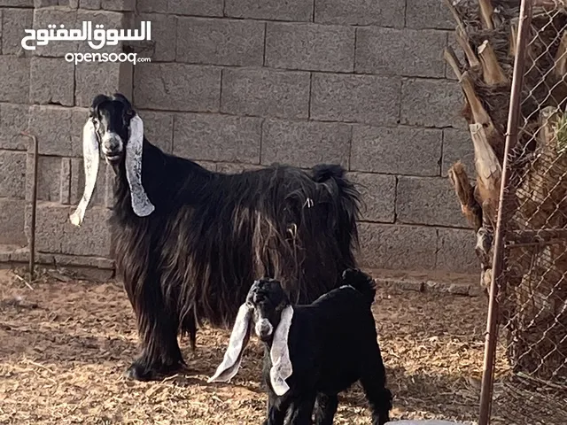 للبيع تيس عارضي وأم عارضيه