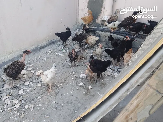 for sale Bahraini chicks