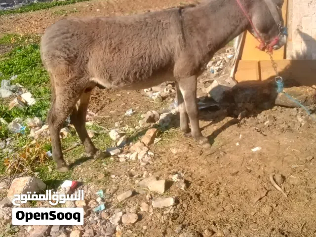 حمار للبيع