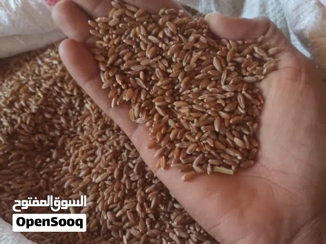 متواجد للبيع ضل انواع الحبوب قمح ميساني درجه اولى الكيس 5 امداد والمد 12مصرا الموقع في اليمن