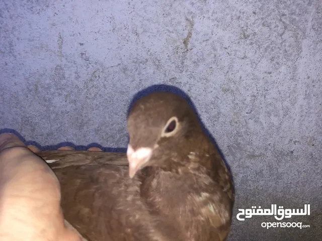 جوزين حمام للبيع