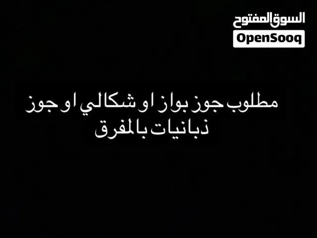 مطلوب جواز شغاله بالمفرق