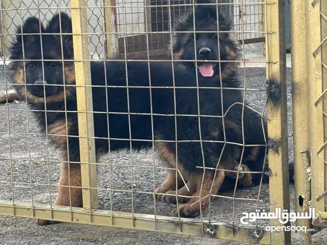 جراو جيرمن شيبرد شولاين