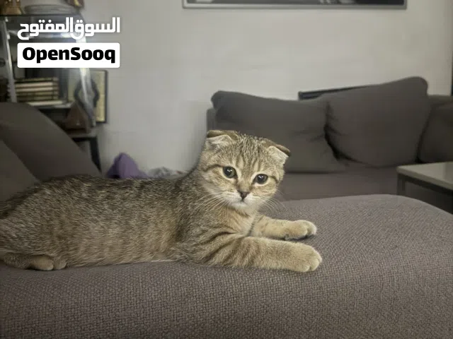 قطه سكوتش كيوت للبيع