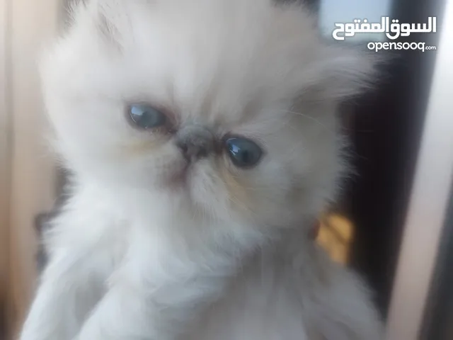 قطط هملايا بيكي فيس . بسم الله ما شاء الله.