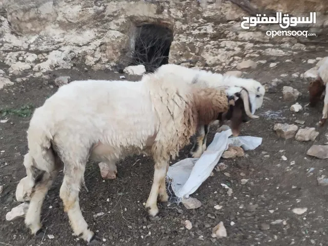 خروف عواس عمره ثمان اشهر عز المقنوه