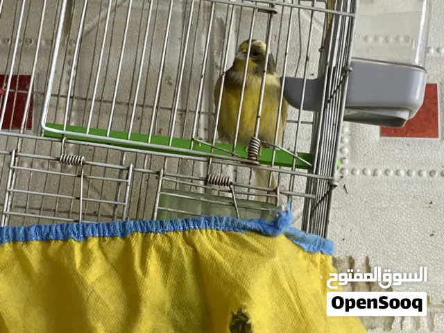 كناري فحل البيع  معه القفص