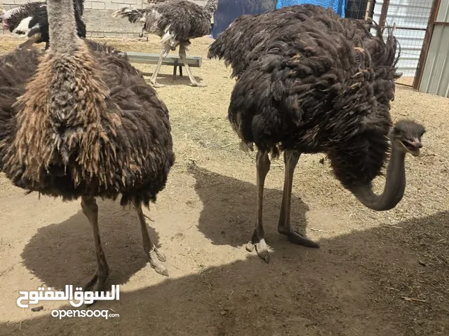 زوج نعام للبيع
