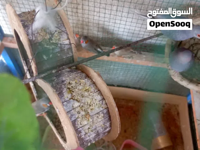 فناجس عاديه للبيع