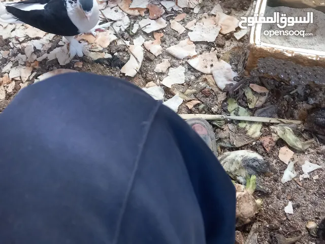 حمام مشكل 70 جوز