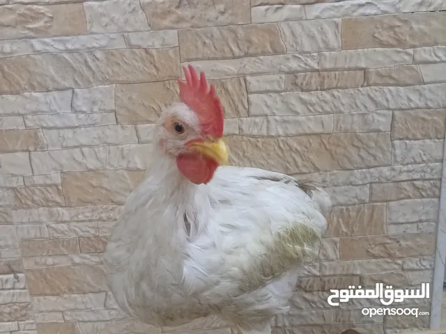 ديك لبيع ربينا بيت