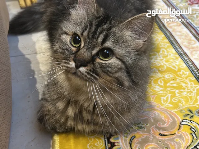 مطلوب ذكر لتزاوج فقط