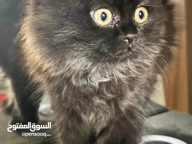 قطط صغيرة للبيع
