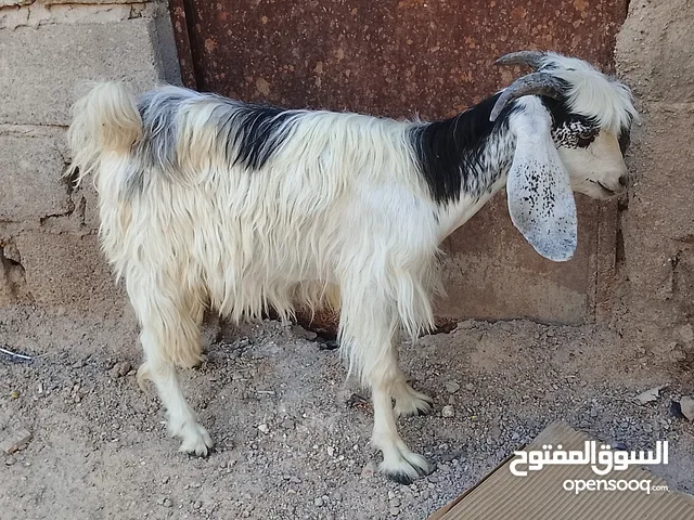 صخل فحل مال كصابه مناسب للبيع