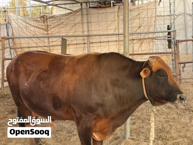 ثور عماني تهجين نيجرسي